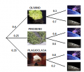probabilidad:diagminerales.png